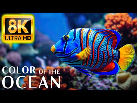 Colors Of The Ocean 8K Video ULTRA HD - The best sea animals for relaxing and soothing music #26