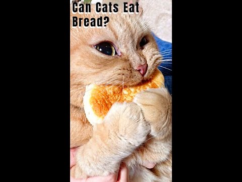 Can Cats Eat Bread? #Shorts - YouTube