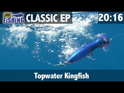 Catching Big Yellow Tail Kingfish on Topwater