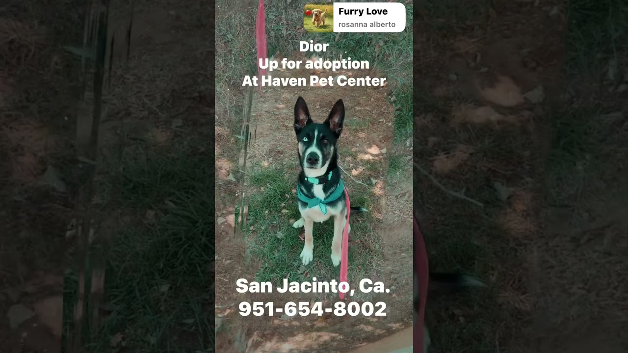 Dior, a Adoptable mixed breed in San Jacinto, CA video 6/6