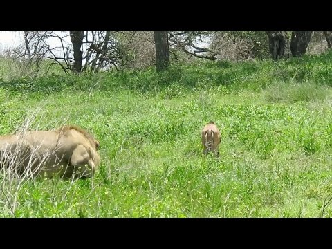 Male lion sneaks up on a wildebeest calf