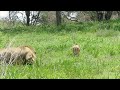 Male Lion Sneaks Up On A Wildebeest Calf