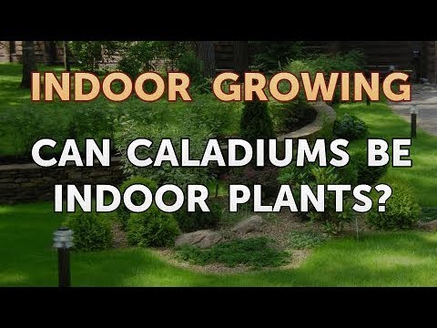 How to Regrow a Broken Aloe Leaf