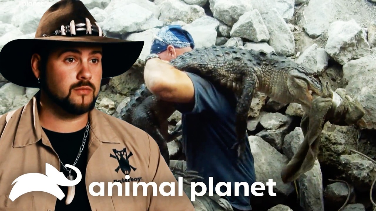Dangerous Gator Rescues with the Boys | Gator Boys | Animal Planet