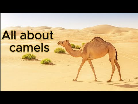 Facts about camels that live in the desert | Cool facts about camels