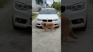 El genio revivió a mi mascota🧞