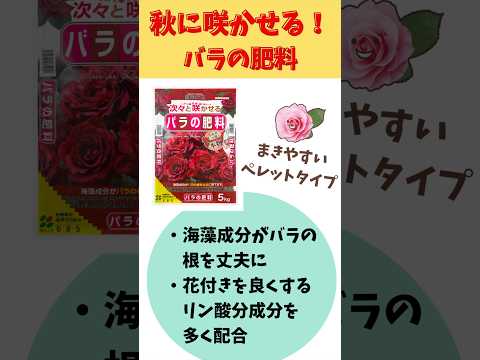 バラの茂みの下に何を置くべきですか、そしてその理由は何ですか？マルチと肥料の種類 + 冬のメンテナンスに関するおまけ  庭園