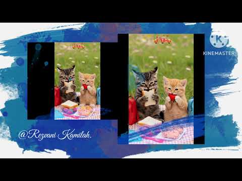 It's a long journey of the cat's.