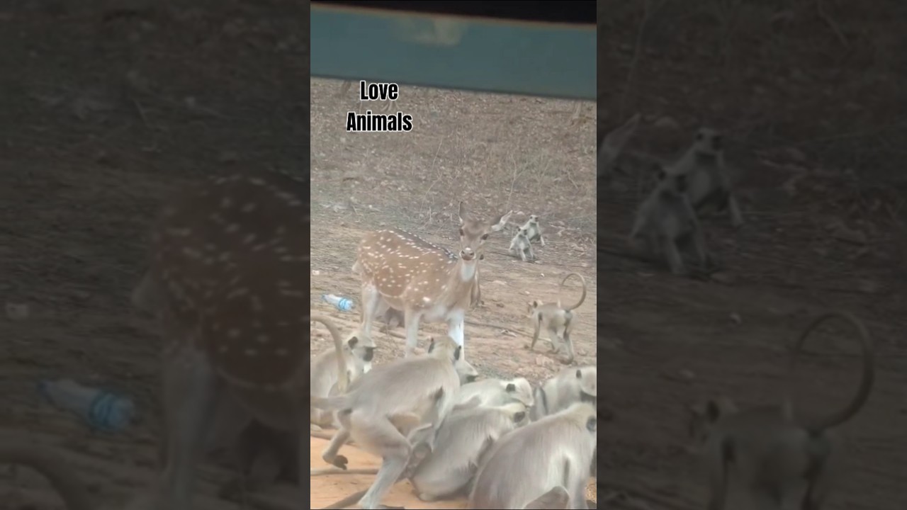 Love Animal#short feed#Funny shorts #animal#Trendy#viral #exploreExlore infinity5566#nature #travel