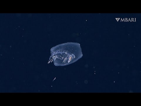 奇妙で素晴らしい: 樽型端脚が宿主を食い荒らす