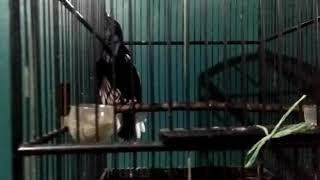 Download lagu Kacer  'Gajah Mada'  Balikpapan  check sound malam mp3