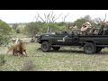 LIONS Squabble Very Cute ELEPHANT Calf
