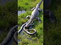 Alligator vs. Python Fighting in The Everglades!!!!!!#wildanimals  #crocodile #wildlife