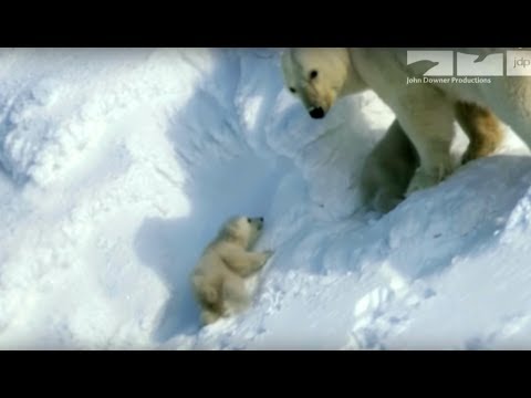 Polar bear saves cubs from dangerous male polar bear