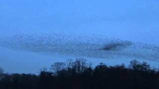 Murmuration of Starlings Pt 2