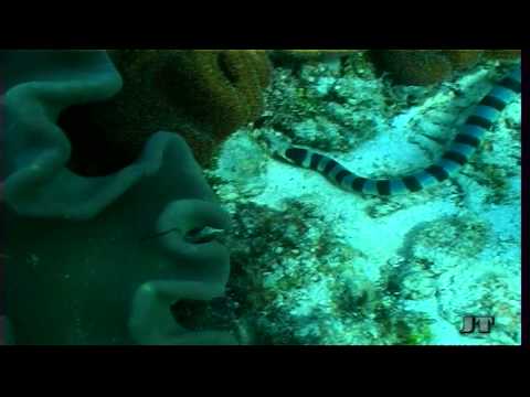 Sea Snake, Giftige Seeschlange part.2, poisonous animal