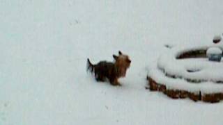 preview picture of video 'Yorkies Hate Snow!'