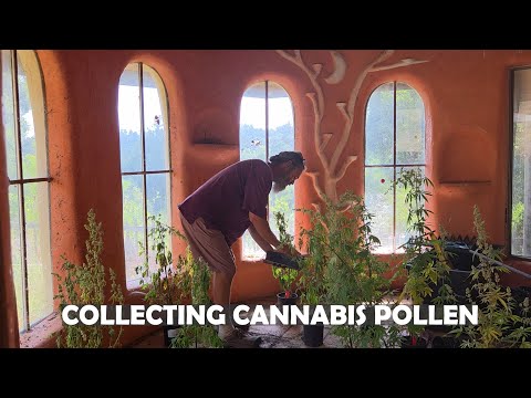 COLLECTING CANNABIS POLLEN FOR BREEDING
