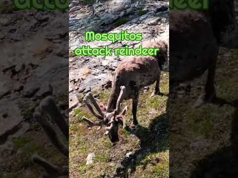 Reindeer is attacked mosquitos #shorts #reindeer #deerflies #mosquito