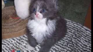 Cymric Kitten 1