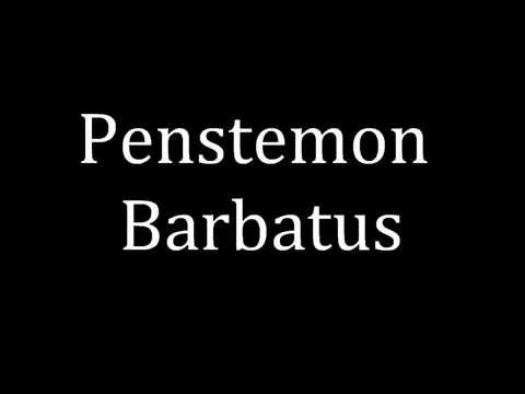 How to pronounce Penstemon Barbatus