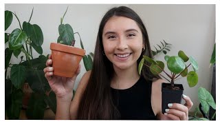 Chinese Money Plant Water Propagation Revival | Pilea Peperomioides DYING YELLOW LEAVES
