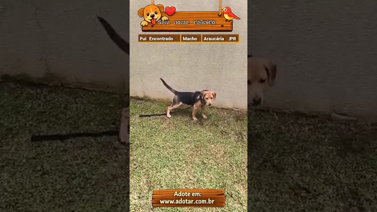 Cachorro raça SRD-ViraLata idade 2 a 6 meses nome Sem nome definido