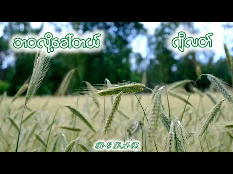 ဘဝလို့ခေါ်တယ် - ဂျီလတ် // Lyrics Video 🎵🎶