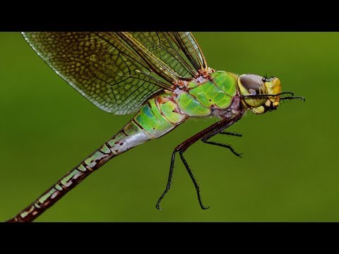 Green Darner Dragonfly | Anax junius | dragonfly in the greenhouse