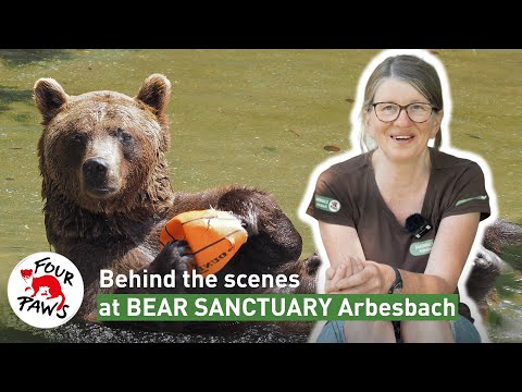 BEHIND THE SCENES at our BEAR SANCTUARY Arbesbach | FOUR PAWS | [SUBS]