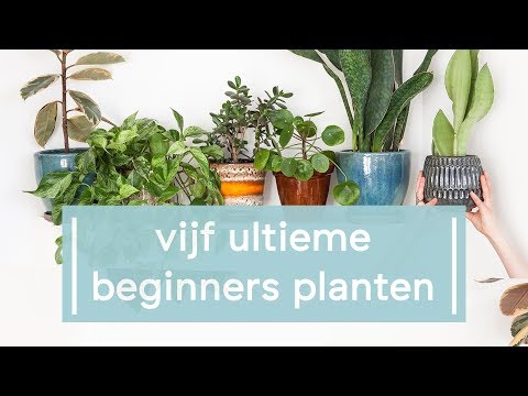 , title : '5 makkelijke planten voor beginners! 🌱'