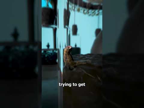 How Leeches Predicted Storms 😮