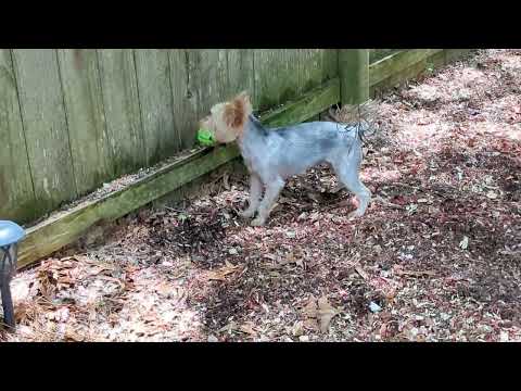When Arthur Dent desperately wants to bark at his buddy but refuses to put down his favorite toy