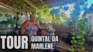 QUINTAL DA MARLENE: QUINTAL DE TERRA RAIZ, COM LINDAS PLANTAS DA VÓ | DICA DE ENRAIZAMENTO