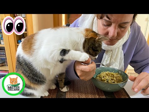 Videos of CAT🐱 FUNNY #8
