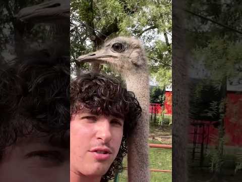 Some Ostriches Are Bullies
