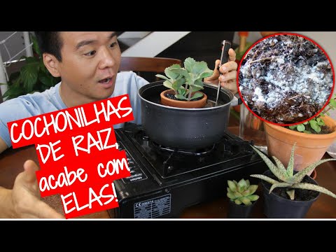 ROOT MEALYBUGS! What now?