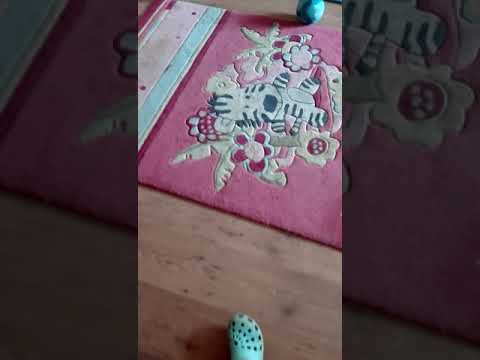 Die Bruteier sind da Naturbrut Henne brütet 👍❤😱