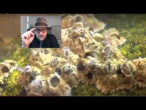 What are Trilobites and Other Fossil Arthropods?