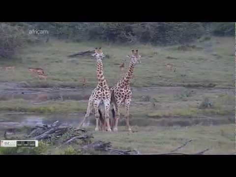 Play/fighting giraffes at Tembe elephant national wildpark 24 feb 2013
