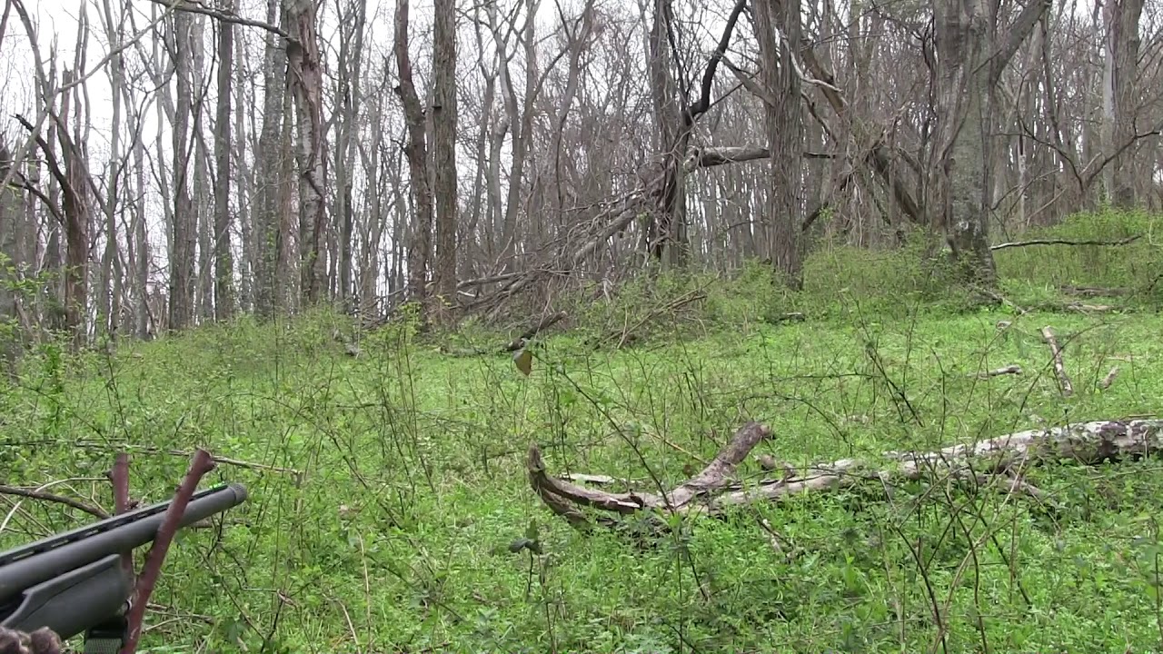 Tennessee Turkey Hunt 2017 Opening Day Monster Gobbler