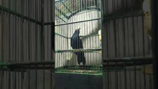 Download lagu Burung Tuwu Sulawesi Belajar Bunyi mp3