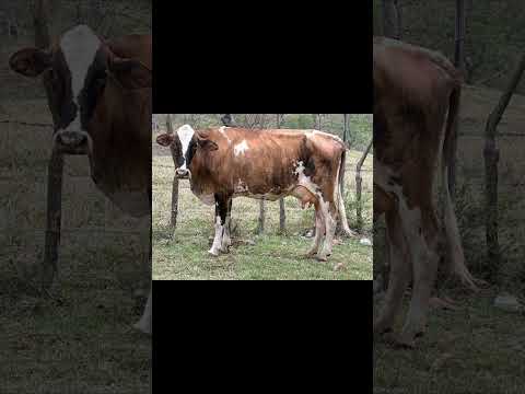 venta de 🐄 vaquitas lecheras Mazatenango Suchitepéquez #guatemaltecos #vaca #suchitepéquez #video