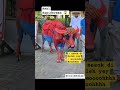 Sapi Qurban Real Sapiderman Qurban Kurban Sapikurban Hewankurban Meme Funnyvideo Luculucuan