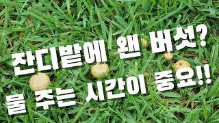 잔디밭에 왠 버섯+곰팡이??  물주는 시간이 중요!!!  잔디는 첨이라..
