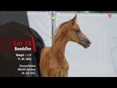 OnLive-Auktion Lot 58 Bondsfire Hengst v. Bonds - Lingh