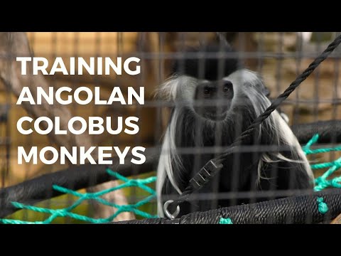 Monkey Business: No thumbs? - YouTube