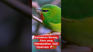 Download lagu Keindahan Burung Alam yang Menakjubkan, Sulit Dipercaya 🕊️🌿 #youtubeshorts #burung #burungunik mp3