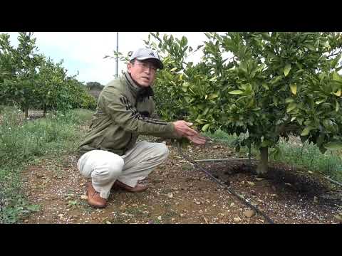 泥炭を含まない土壌: 環境をどのようにサポートするか トピックス