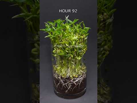 Mung Beans - Time Lapse